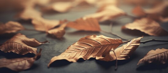 Beautiful autumn leaves on blurred background