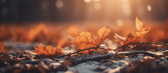 Beautiful autumn leaves on blurred background