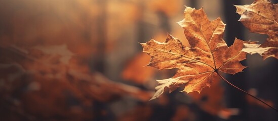 Beautiful autumn leaves on blurred background