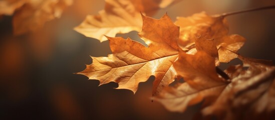 Beautiful autumn leaves on blurred background