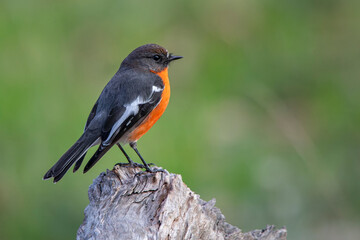 Flame Robin (Petroica phoenicea) male