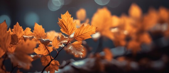 Beautiful autumn leaves on blurred background