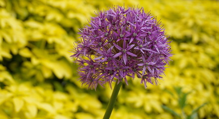 Bright and showy Allium Giganteum flower close up. Vivid giant ball of blooming Allium flowers. Common name Flowering Onion.