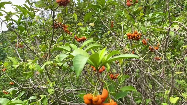 tabernaemontana fruit or eastern gondola with green leaf