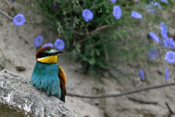 European bee-eater // Bienenfresser (Merops apiaster) - Greece