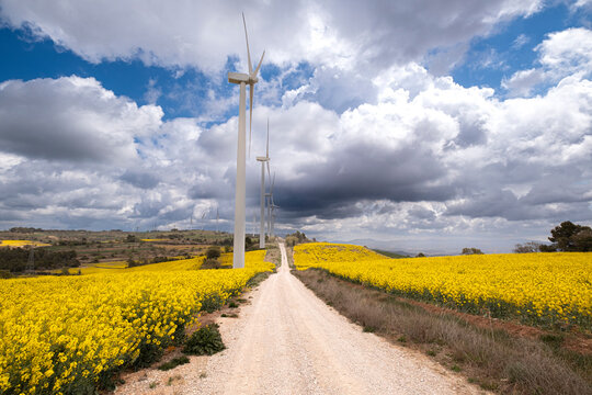 Wind turbines between agricultural fields with rapeseed plantations on the hills of the province of Tarragona in Spain