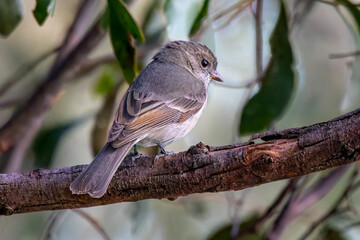 Golden Whistler (Pachycephala pectoralis) 
