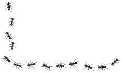 A line of worker ants marching in search of food. - 615732244