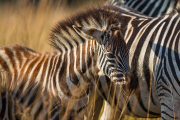 Fototapeta na wymiar Plains zebra foal on the savanna 