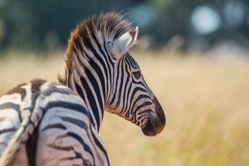 Naklejka premium Plains zebra turning head to the side