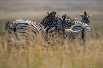Plains zebra's huddled together