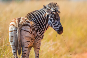 Plains zebra foal on the savanna 