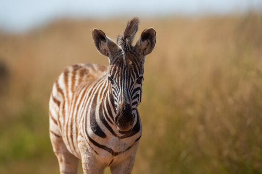 Plains zebra foal on the savanna 
