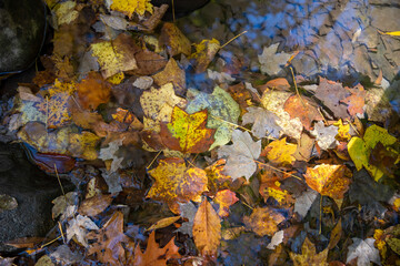 Colorful autumn leaves fallen in flowing stream nature background