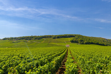 Fototapeta na wymiar Typical vineyards near Clos de Vougeot, Cote de Nuits, Burgundy, France