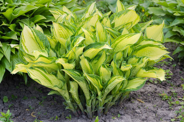 Obraz premium Bush of cultivated hosta with variegated leaves, bottom view