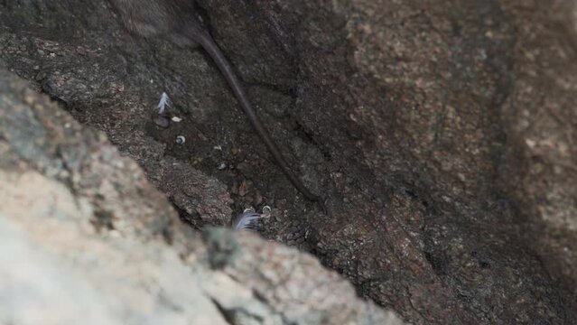 a rat hiding in a rock at the paracas national reserve