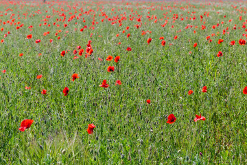 Field with wild blooming poppy in sunny spring day