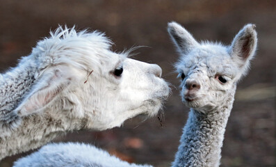 Obraz premium From jungle kings to tiny critters, explore breathtaking photos of animals in all their glory