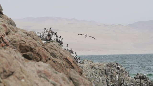 Brown pelican in flight over the Paracas national reserve at the coastline of the pacific ocean in Peru.