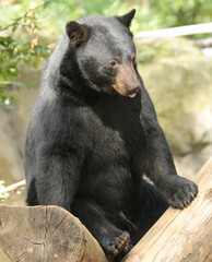 A gallery of nature&rsquo;s finest: adorable, fierce, and fascinating animals from around the globe.