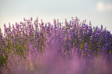 Blooming Lavender Flowers in a Provence Field Under Sunset light in France. Soft Focused Purple Lavender Flowers with Copy space. Summer Scene Background.
