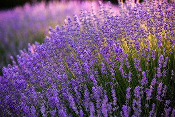 Blooming Lavender Flowers in a Provence Field Under Sunset light in France. Soft Focused Purple Lavender Flowers with Copy space. Summer Scene Background.