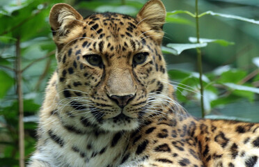 Fototapeta premium A gallery of nature’s finest: adorable, fierce, and fascinating animals from around the globe.
