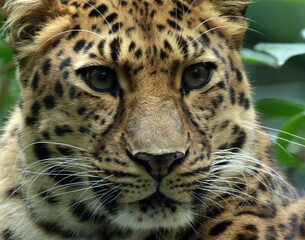 Fototapeta premium A gallery of nature’s finest: adorable, fierce, and fascinating animals from around the globe.