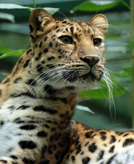 Fototapeta premium A gallery of nature’s finest: adorable, fierce, and fascinating animals from around the globe.