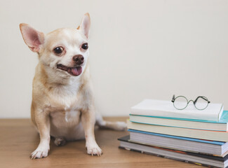 brown chihuahua dog sitting  with stack of books and eyeglasses on wooden table and white background. smiling and looking at camera.