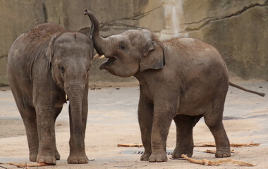 Naklejka premium A gallery of nature’s finest: adorable, fierce, and fascinating animals from around the globe.