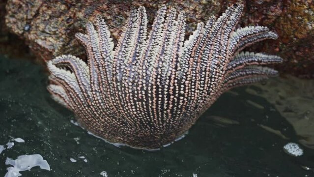 heliaster helianthus, sun star starfish, hanging on a rock surface at the paracas national reserve along the coastline of the pacific ocean in Peru.