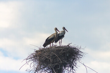 Flora And Fauna Of Reservoirs And Meadows