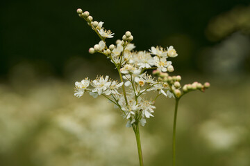 Small wild white flowers