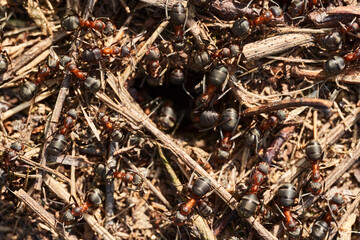 Macro of an ants nest