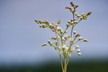 Small wild white flowers