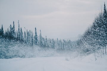 winter and snowy road through the forest, snowy fir trees in Siberia