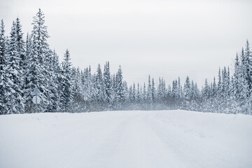 winter and snowy road through the forest, snowy fir trees in Siberia