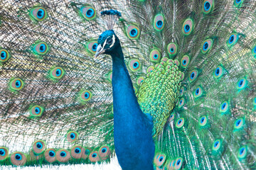 Naklejka premium peacock fluffed colorful tail and proudly raised his head