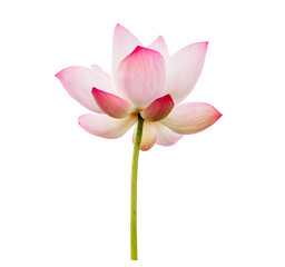 Fototapeta na wymiar Pink Lotus flower isolated on white background. Nature concept For advertising design and assembly. File with clipping path so easy to work.