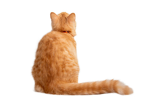 Beautiful cute orange cat isolated on white background. File contains clipping path so easy to work.