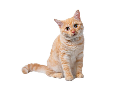 Beautiful cute orange cat isolated on white background. File contains clipping path so easy to work.