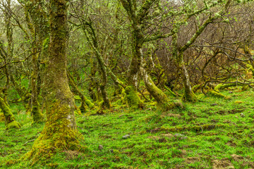 Fototapeta premium Amazing trees covered with moss,, view of Scottish landscape, Highlands, Scotland, Isle of Sky