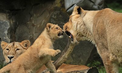 Discover amazing animals – from fluffy pets to wild wonders – all captured in their cutest and...