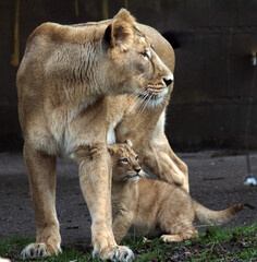 Obraz premium Discover amazing animals – from fluffy pets to wild wonders – all captured in their cutest and most majestic moments.