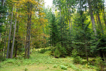 Beautiful sunny green forest with autumn colors.