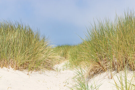 Landscape with sand dunes at nature reserve Wadden island Terschelling in Friesland province in The Netherlands