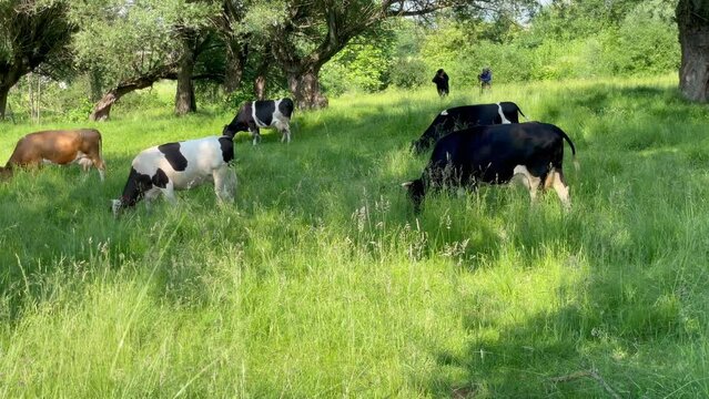 Cattle cow grazing in field. Dairy cattle grazing. Milk cow eating grass. Dairy cow eat grass. Farm cattle grazing in pasture