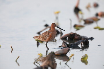Asiatic Dowitcher (Limnodromus semipalmatus) in Japan